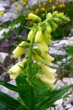 Digitalis grandiflora ENBLA03.jpeg