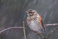 Flickr - Rainbirder - Redwing (Turdus iliacus) in the rain.jpg