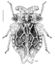 HEMI Peloridiidae Oiophysa distincta 1.png