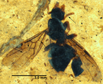 Ktunaxia jucunda specimen.png