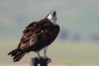 Osprey. (Pandion haliaetus).jpg