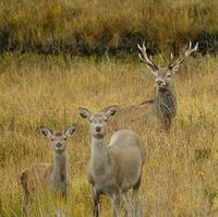 Red deer.jpg