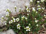 Saxifraga adrosaceae a1.jpg