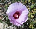 Sturts Desert Rose.jpg