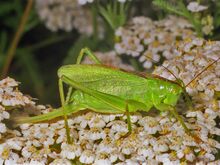 Tettigoniidae - Tettigonia cantans-1.jpg