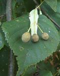 Tilia x europea seeds, Hollandse linde zaden (1).jpg