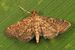 Yellow-spotted Webworm - Anageshna primordialis, Okaloacoochee Slough State Forest, Felda, Florida.jpg