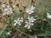 20140803Gypsophila fastigiata1.jpg