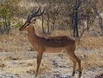 Aepyceros melampus petersi 1.jpg