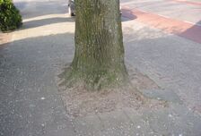 Boomspiegel linde (Tilia ×vulgaris).jpg