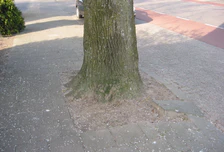 Boomspiegel linde (Tilia ×vulgaris).jpg