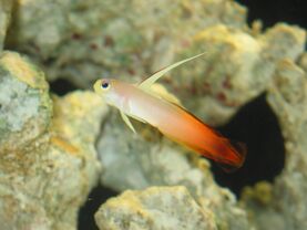 Dartfish firefish (248441535).jpg