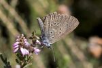 Glaucopsyche alcon-01 (xndr).jpg
