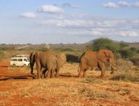 Loxodonta africana group surrounded by game viewer vehicles (edited).jpg