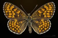 Melitaea athalia MHNT UT 2013 3 29 Urval male dorsal.jpg