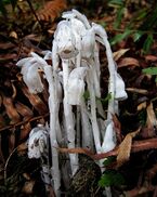 Monotropa.jpg