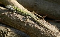 Podarcis sicula on branch.jpg