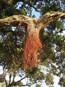 PohutuAerialroot.jpg
