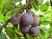 RipeDamsons.JPG