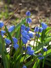 Scilla siberica (Cebulica syberyjska).JPG