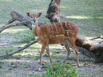 Sitatunga (1).JPG