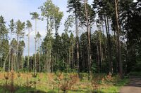 Spruce Forest in 26th and 27th quarter of Bitsa Park.jpg