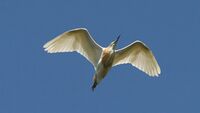 Squacco Heron (Ardeola ralloides).jpg