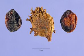 Water Elm, Planera aquatica, fruit.jpg