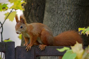 20131013 Sciurus vulgaris 5838.jpg