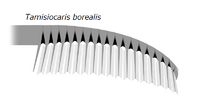 20191228 Radiodonta frontal appendage Tamisiocaris borealis.png