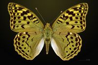 Argynnis pandora MHNT CUT 2013 3 23 Teruel Female Dorsal.jpg