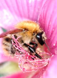 Bourdon Bombinae bombus ponorum bourdon.jpg
