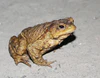 Bufo bufo(ropucha szara).jpg