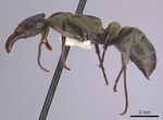 Casent0249198 p 1 high.jpg