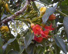 Castanospermum australe flowers.jpg