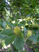 Fagus sylvatica bukva plod Botvrt PMF Zg 0509.jpg