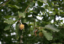 Fagus sylvatica orientalis 1.jpg
