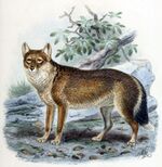 FalklandIslandFox2.jpg