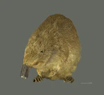 Galemys pyrenaicus MHNT.INS.29. face.jpg