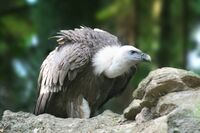 Gyps fulvus Richard Bartz.jpg