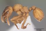 Mycetosoritis hartmanni casent0104060 profile 1.jpg