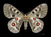 Parnassius apollo MHNT CUT 2013 3 3female Aragnouet dos.jpg