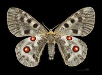 Parnassius apollo MHNT CUT 2013 3 3female Aragnouet dos.jpg