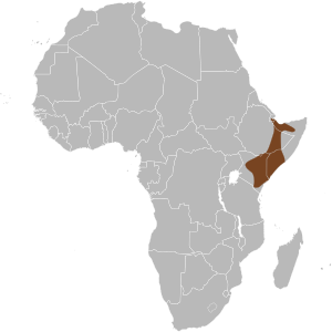 Phacochoerus aethiopicus map.svg