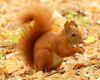Red Squirrel - Lazienki.JPG