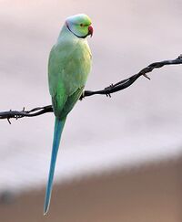 Rose-ringed Parakeet (Male) I IMG 9141.jpg