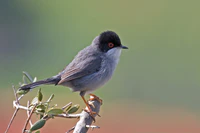 Sardinian Warbler.jpg