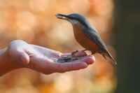 Sitta europaea wildlife 3.jpg