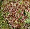 Sphagnum quinquefarium 270108.jpg