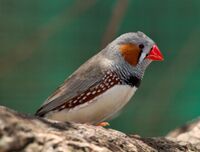 Taeniopygia guttata - profile - dundee wildlife park.jpg
